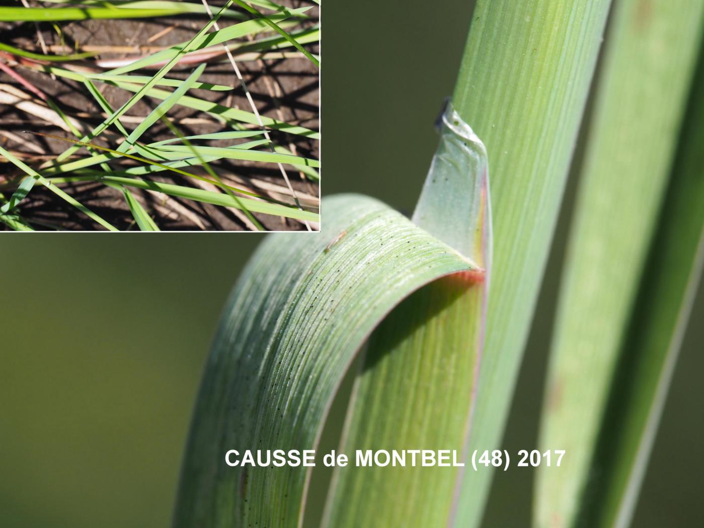 Sweet-grass, Plicate leaf